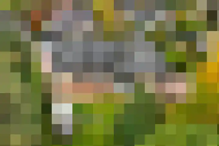 Lakkerskamp 3 Eibergen thumbnail 43