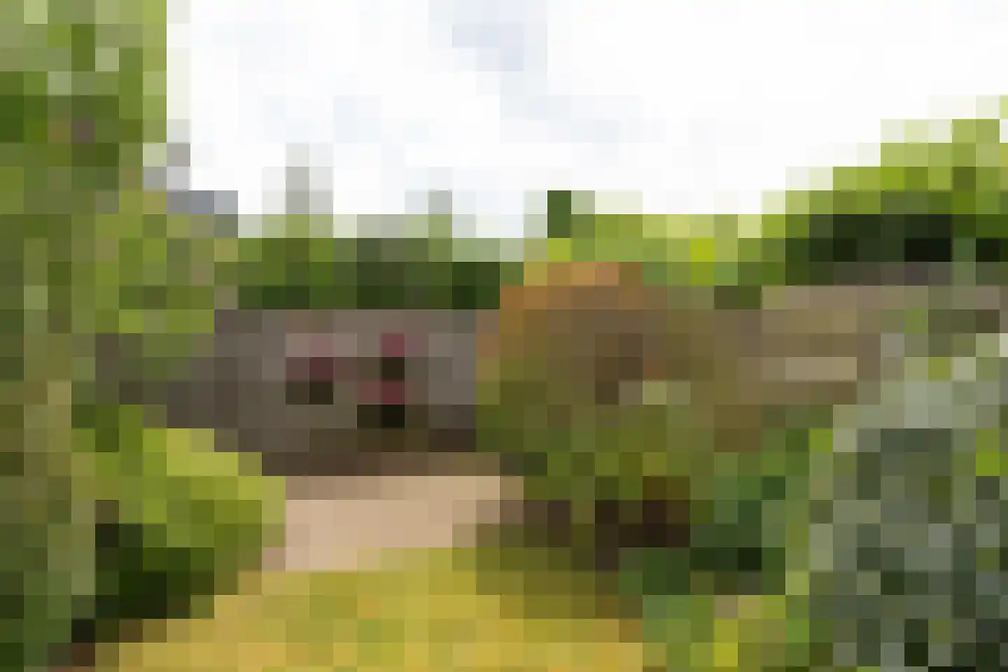 Lama 52 Huizen thumbnail 29