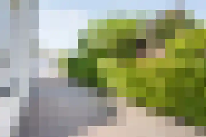 Lambertinck 19 Den Ham thumbnail 32