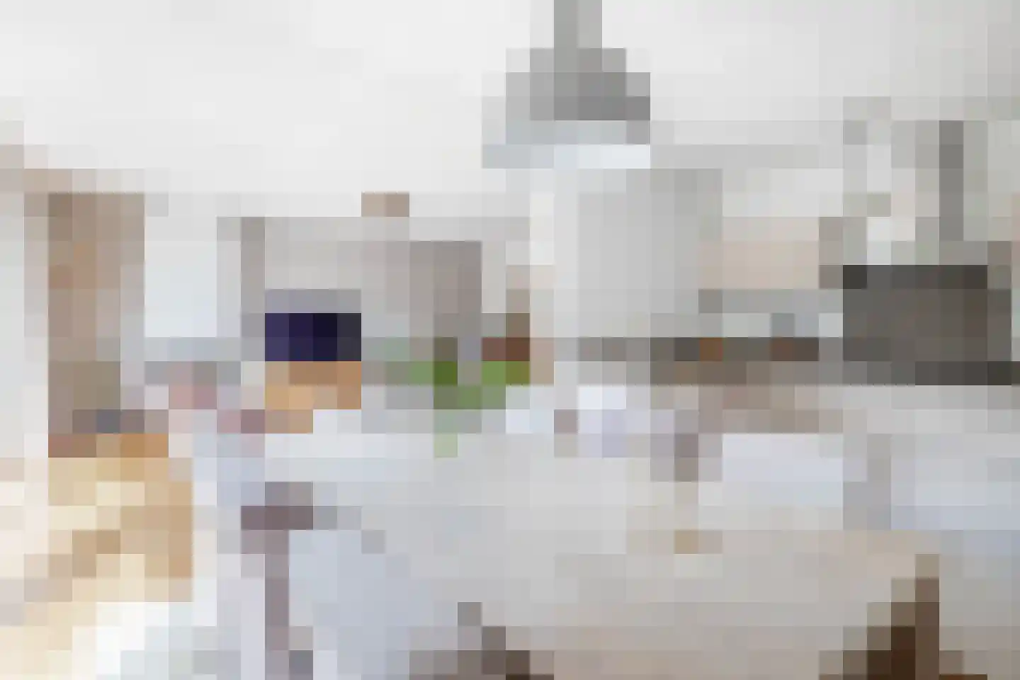 Lambertushof 14 Veghel thumbnail 4