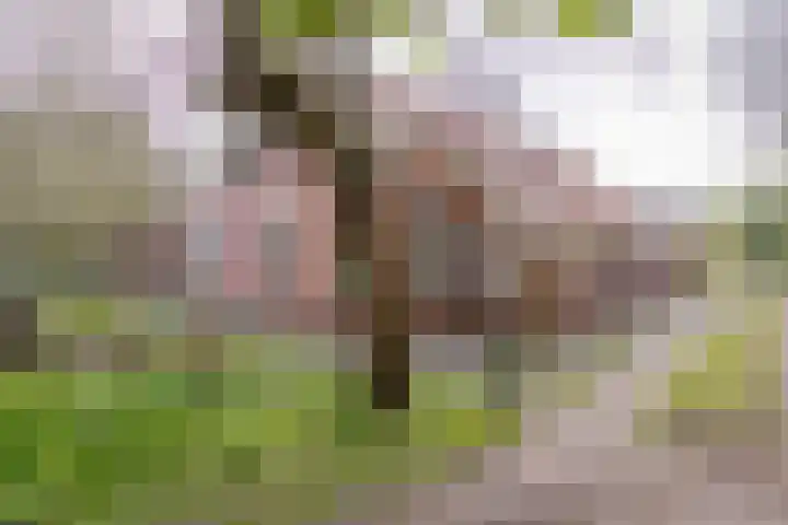 Lammerweg 3 Sellingen thumbnail 30