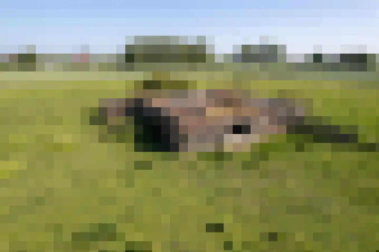 Lampsinsdijk 1 Nieuwvliet thumbnail 9