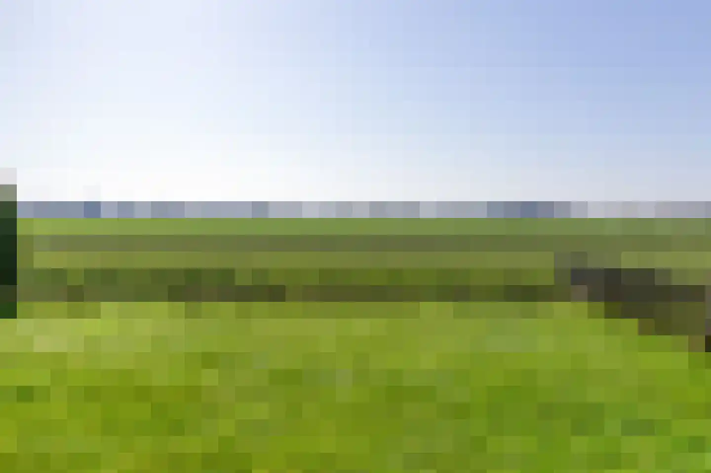 Lamsoor 14 Nieuwvliet thumbnail 30