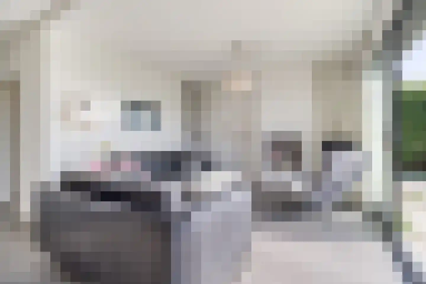Lamsoor 14 Nieuwvliet thumbnail 8