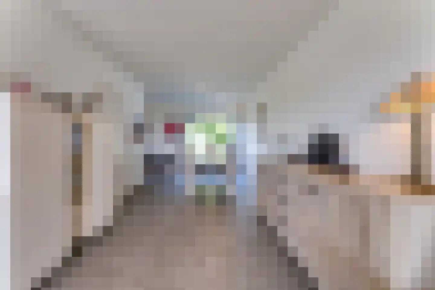 Lamsoor 26 Nieuwvliet thumbnail 13
