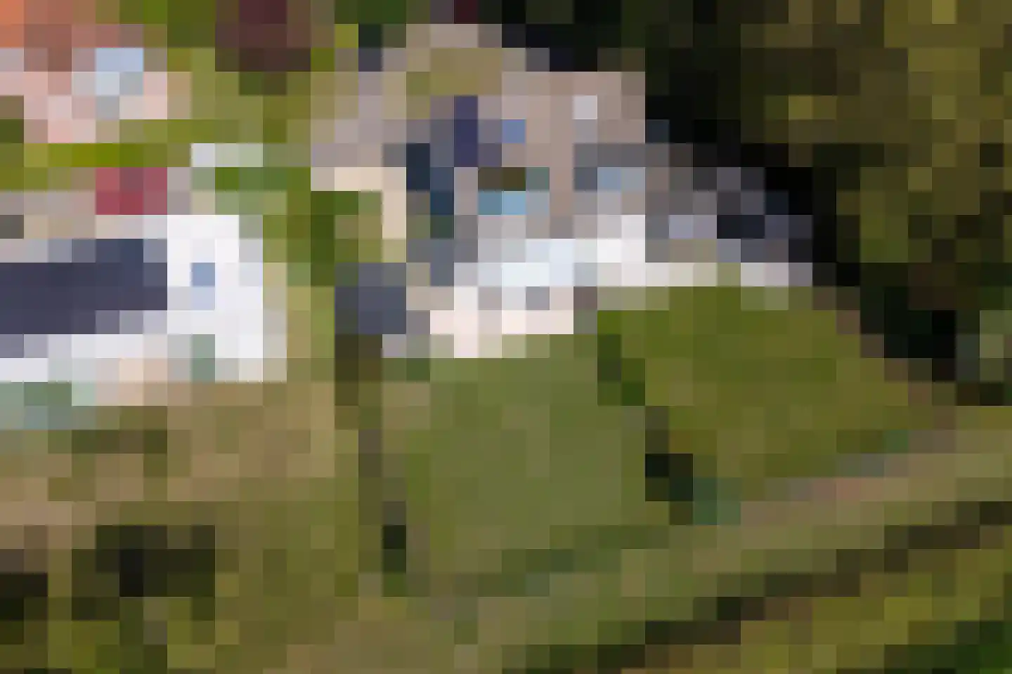 Lamsoor 26 Nieuwvliet thumbnail 30