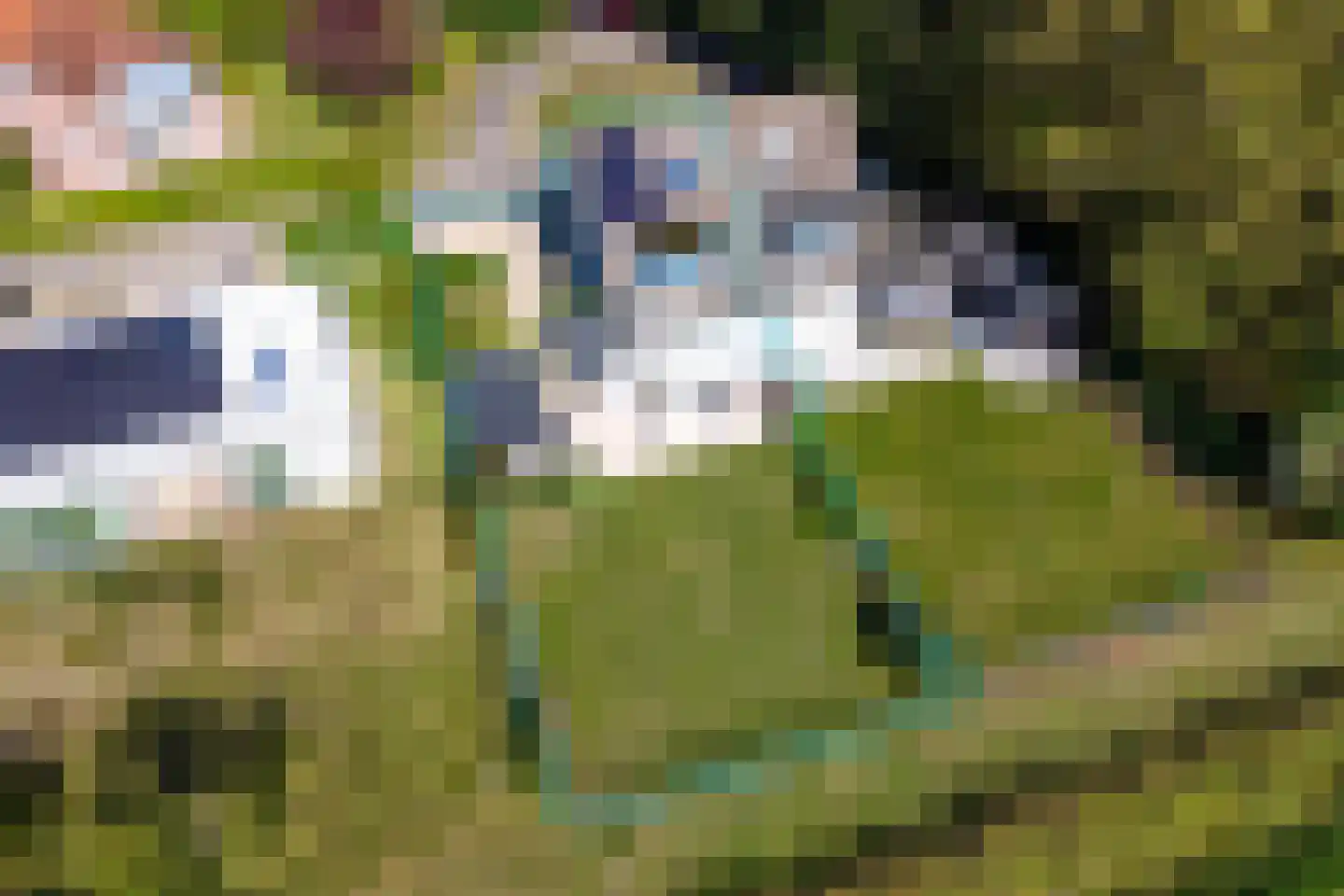 Lamsoor 26 Nieuwvliet thumbnail 31