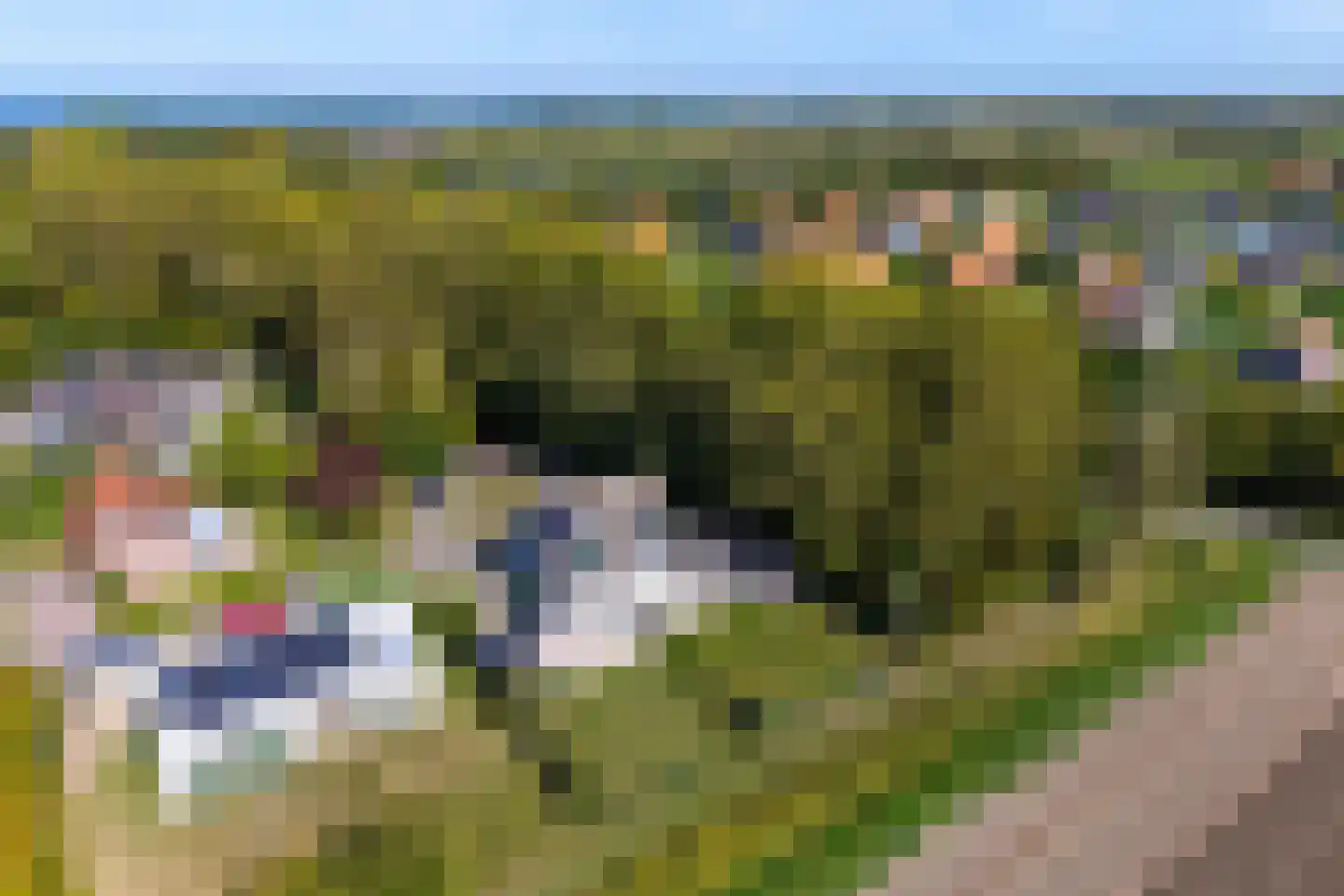 Lamsoor 26 Nieuwvliet thumbnail 32