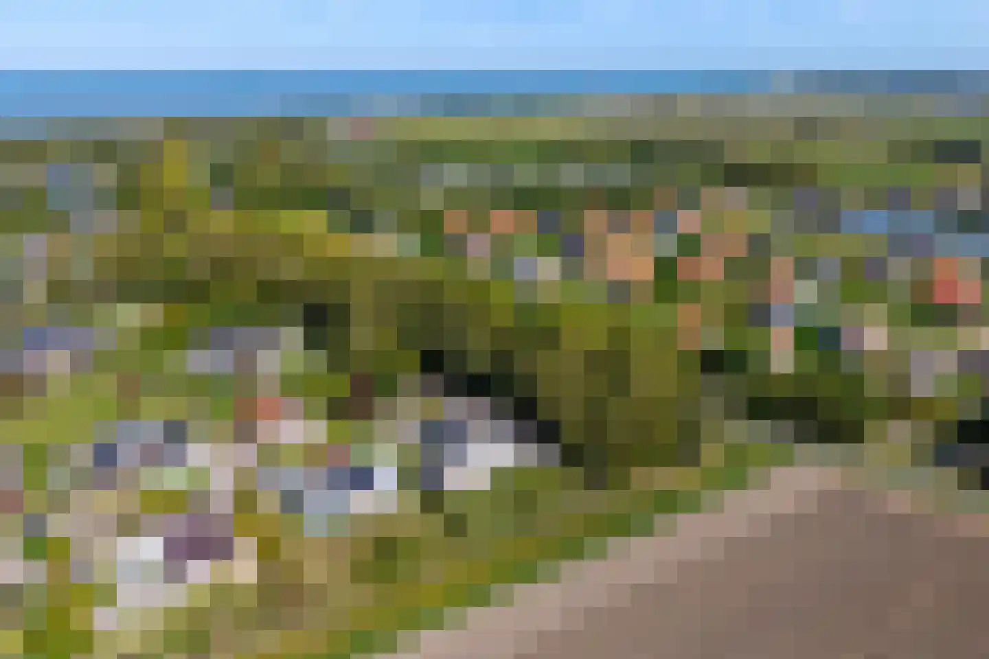 Lamsoor 26 Nieuwvliet thumbnail 33