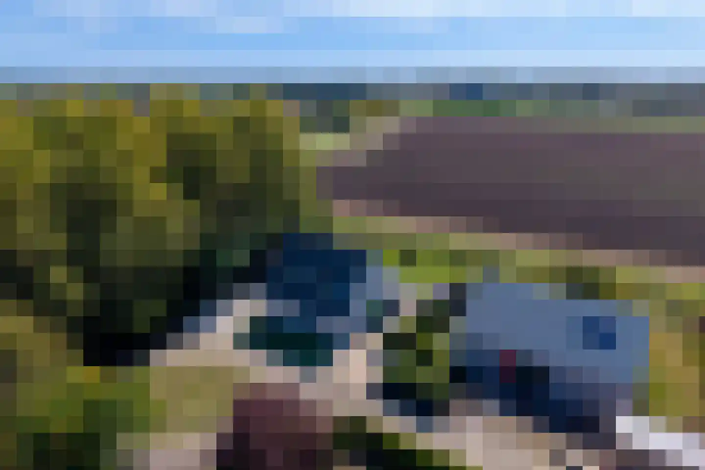 Lamsoor 26 Nieuwvliet thumbnail 34