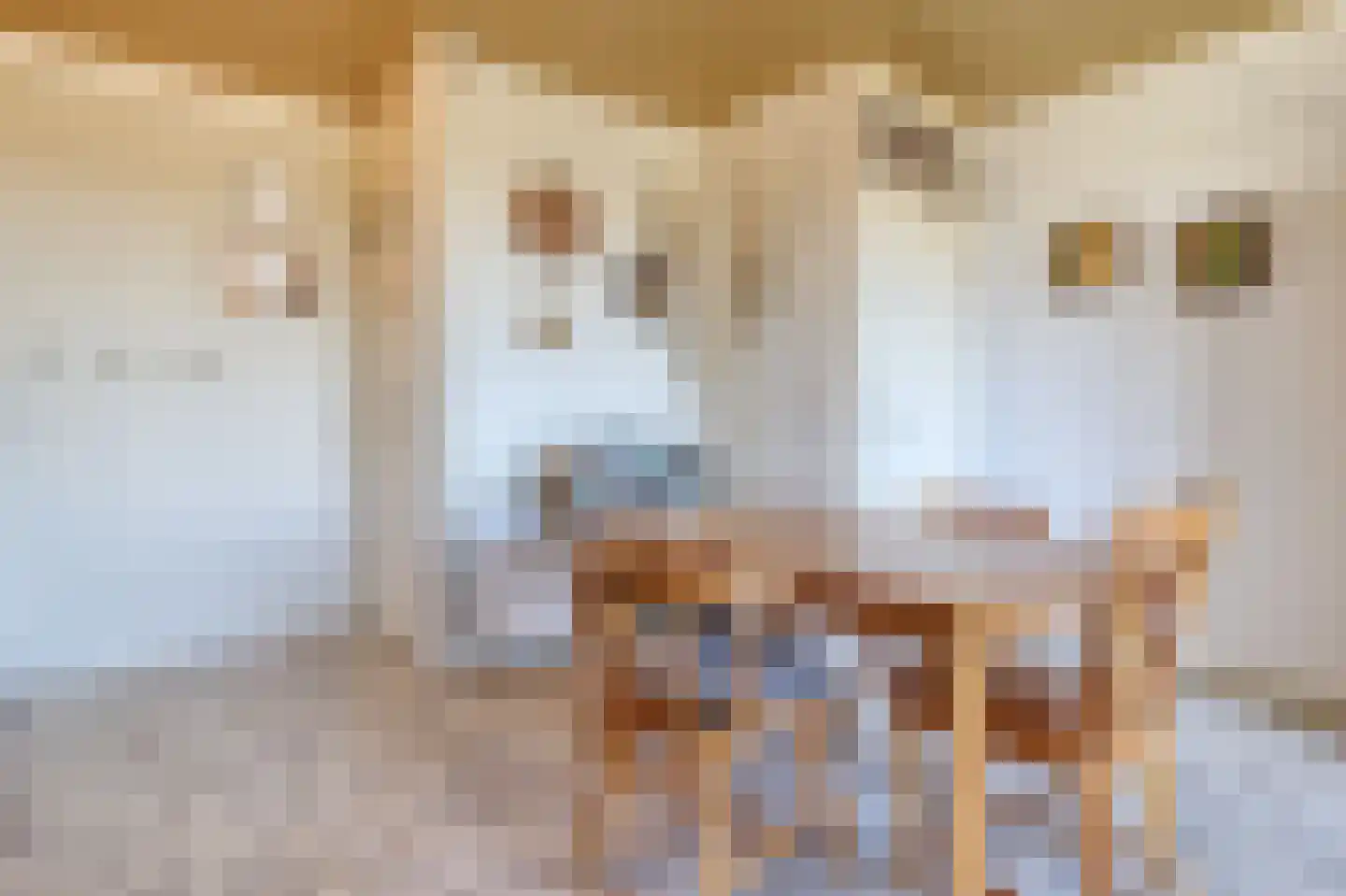 Lamsoor 3 B Nieuwvliet thumbnail 14