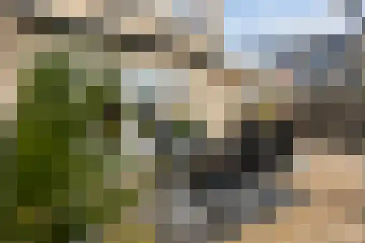 Lamsoor 36 Bergen op Zoom thumbnail 47