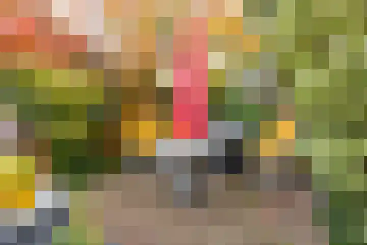 Lamsoor 36 Bergen op Zoom thumbnail 48