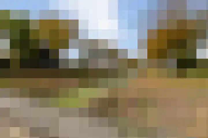 Lamsoor 36 Bergen op Zoom thumbnail 58