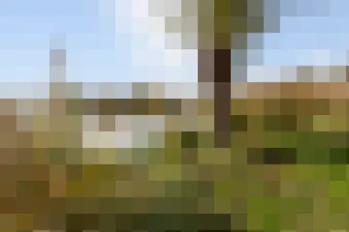 Lamsoor 36 Bergen op Zoom thumbnail 59