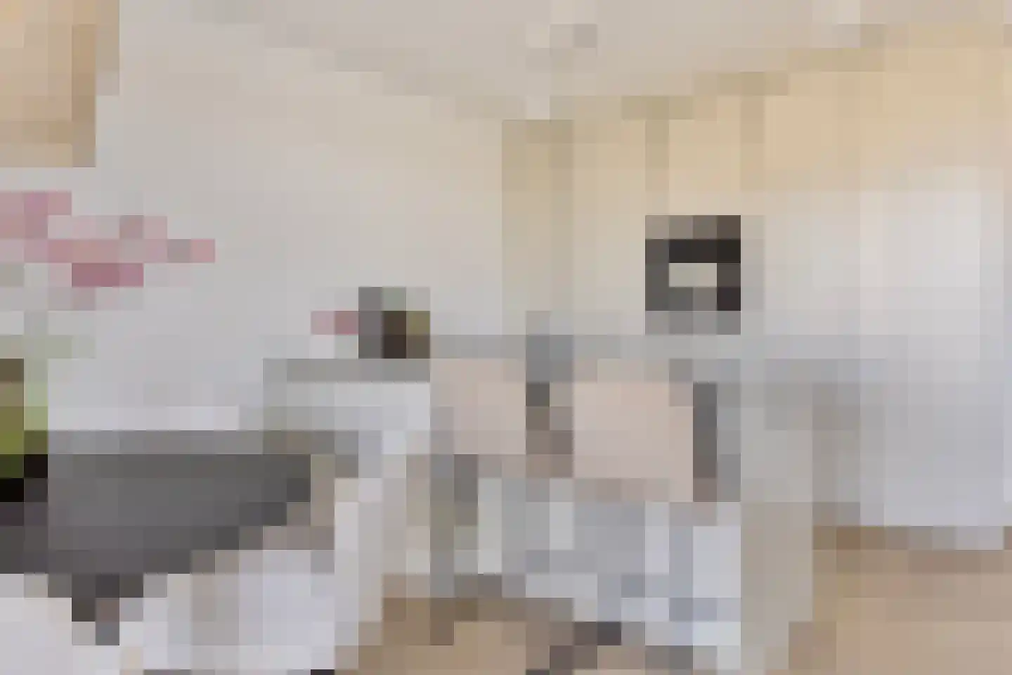 Lamsoor 47 Arnemuiden thumbnail 9