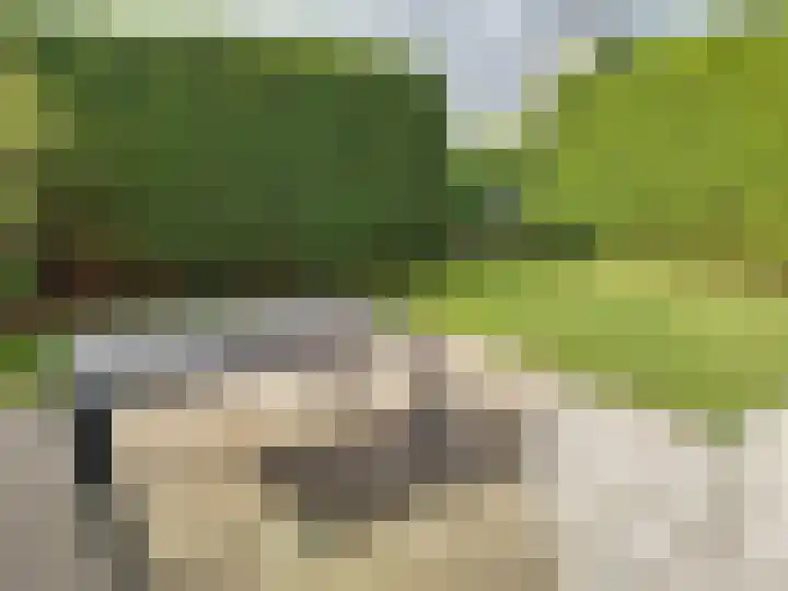 Lamsoor 5 Nieuwvliet thumbnail 27