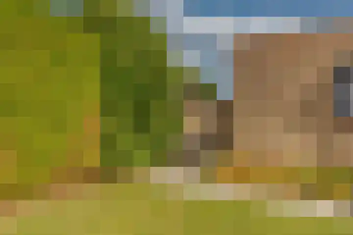 Lamsoor 5 Nieuwvliet thumbnail 30
