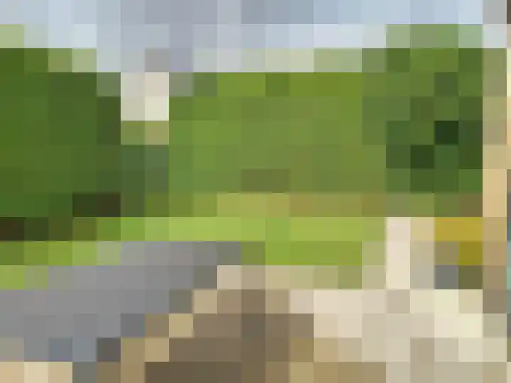 Lamsoor 5 Nieuwvliet thumbnail 5