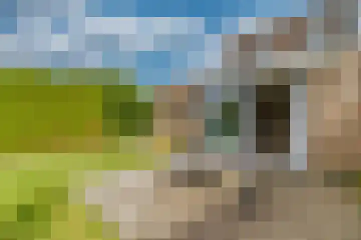 Lamsoor 5 Nieuwvliet thumbnail 6