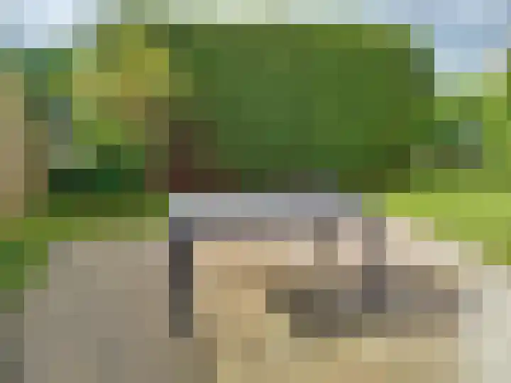 Lamsoor 5 Nieuwvliet thumbnail 7
