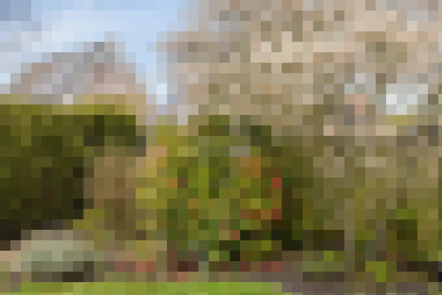 Lamsoor 65 Bergen op Zoom thumbnail 30