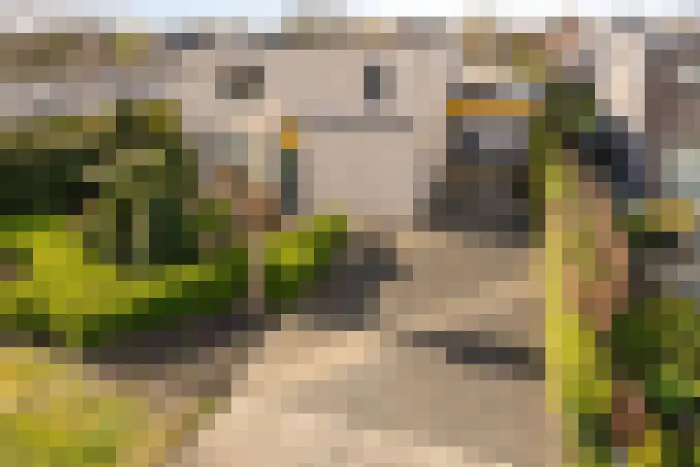 Lamsoor 65 Bergen op Zoom thumbnail 38