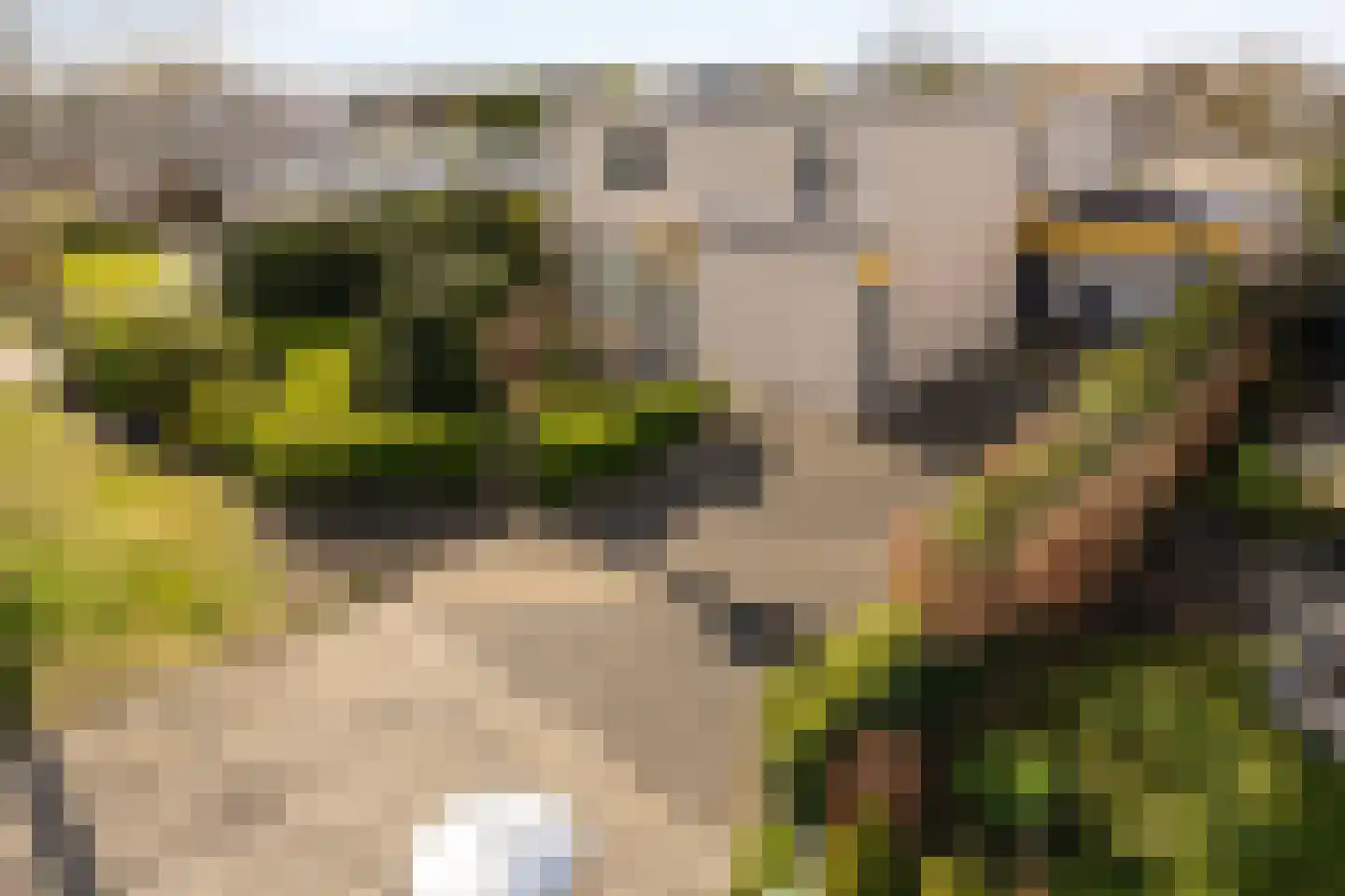 Lamsoor 65 Bergen op Zoom thumbnail 39