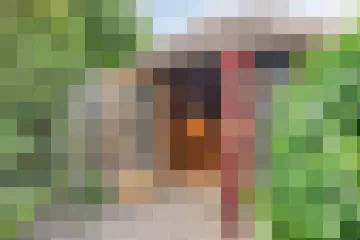 Land van Ravensteinstraat 65 Uden thumbnail 44