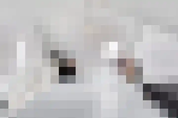 Land van Straub 32 Goes thumbnail 23