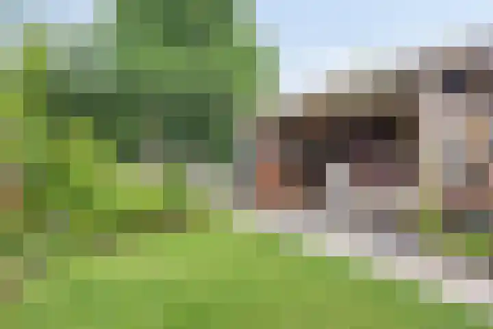 Landbouwlaan 133 Berghem thumbnail 42