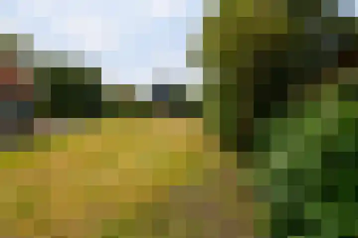 Landerum 19 Landerum thumbnail 46