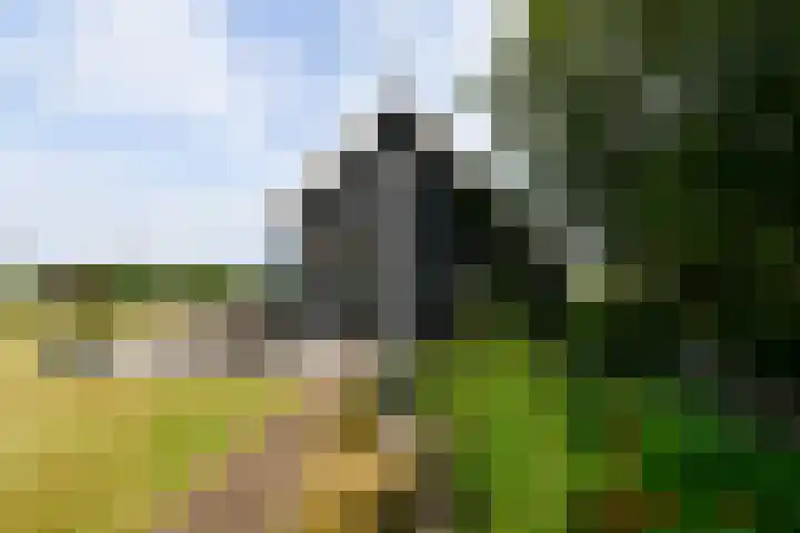 Landerum 19 Landerum thumbnail 47