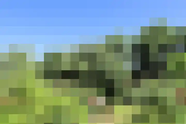 Landerum 38 Landerum thumbnail 21