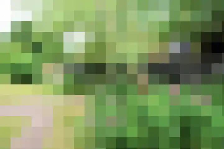 Landerum 38 Landerum thumbnail 26