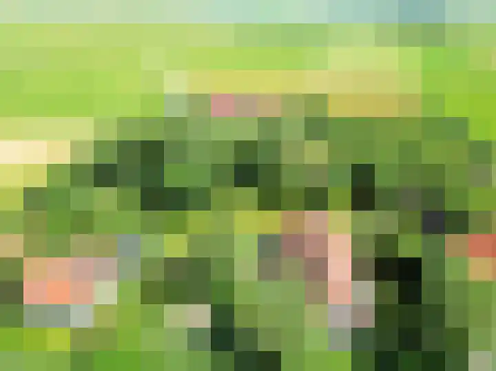 Landerum 38 Landerum thumbnail 58
