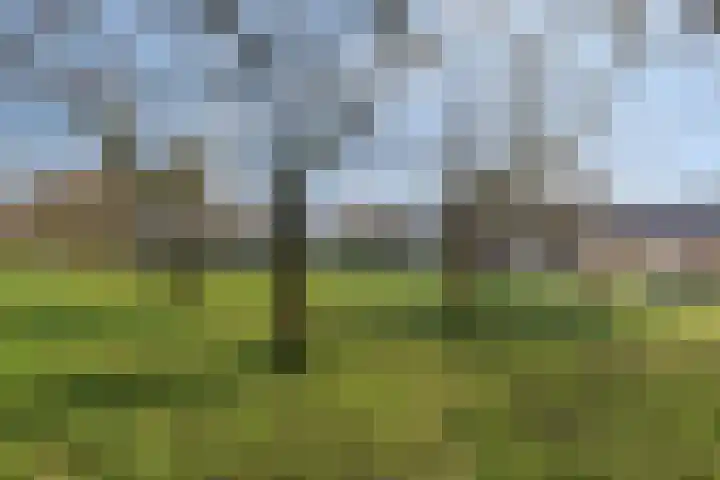 Landeweel 11 Wouw thumbnail 41