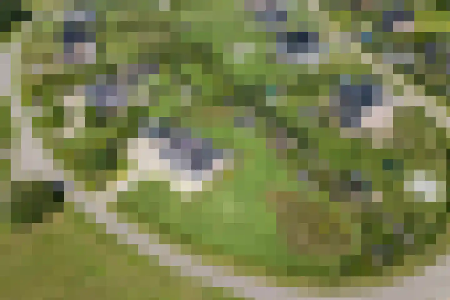 Landgoedallee 35 Steenwijk thumbnail 65