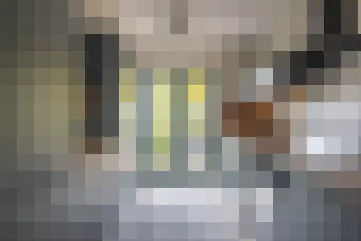 Landmeter 49 Assendelft thumbnail 10