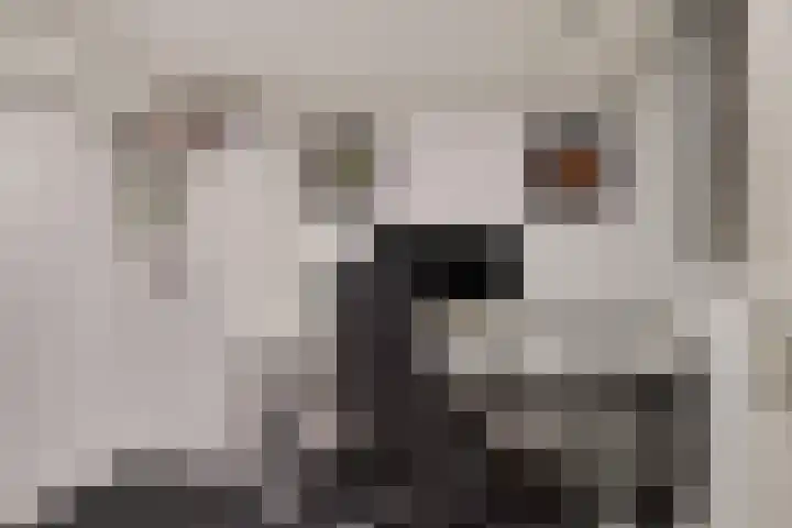 Landonk 14 Raamsdonksveer thumbnail 18