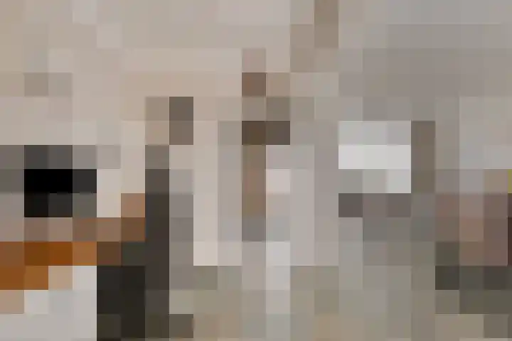 Landonk 14 Raamsdonksveer thumbnail 8