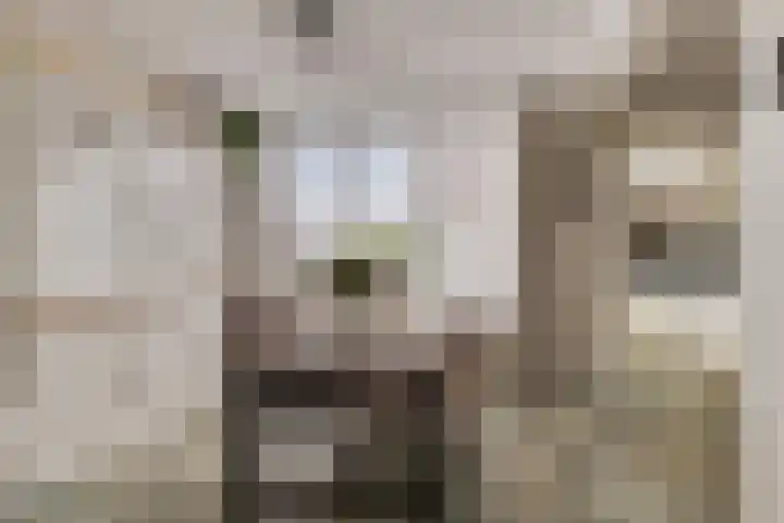 Landonk 14 Raamsdonksveer thumbnail 9