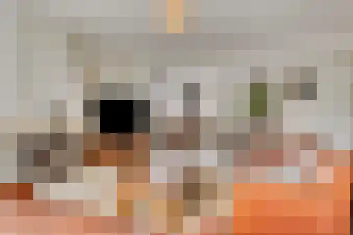 Landrop 14 Hoogeloon thumbnail 20