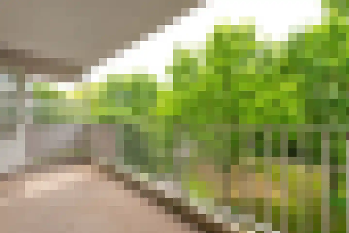 Landschot 102 Haarlem thumbnail 15