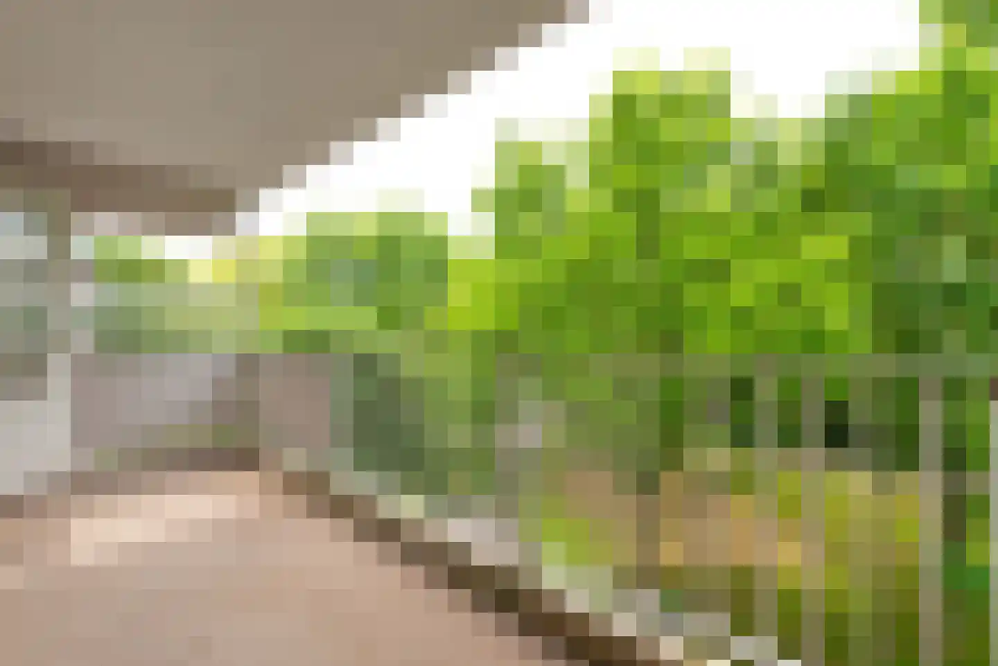 Landschot 102 Haarlem thumbnail 15