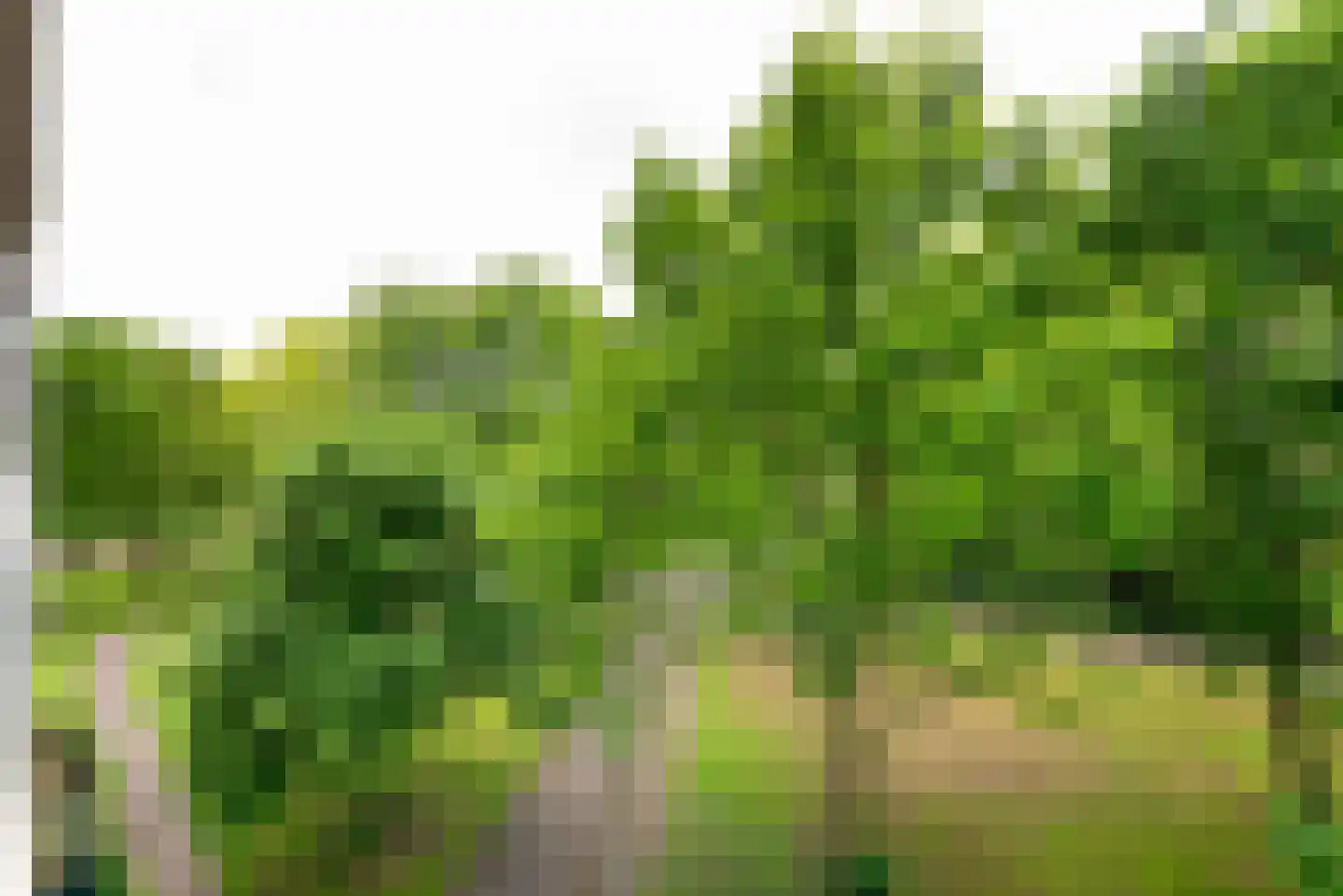Landschot 102 Haarlem thumbnail 17