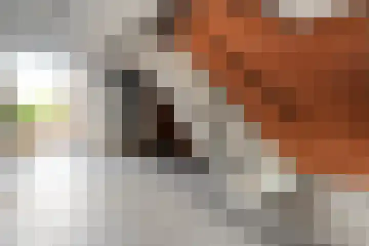 Landsheerlaan 35 Zwolle thumbnail 26