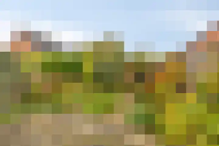 Landsheerlaan 69 Zwolle thumbnail 30