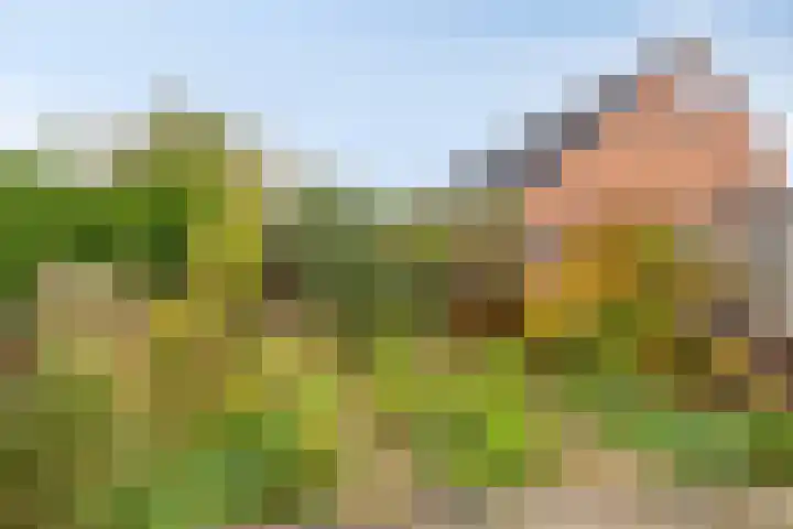 Landsheerlaan 69 Zwolle thumbnail 31