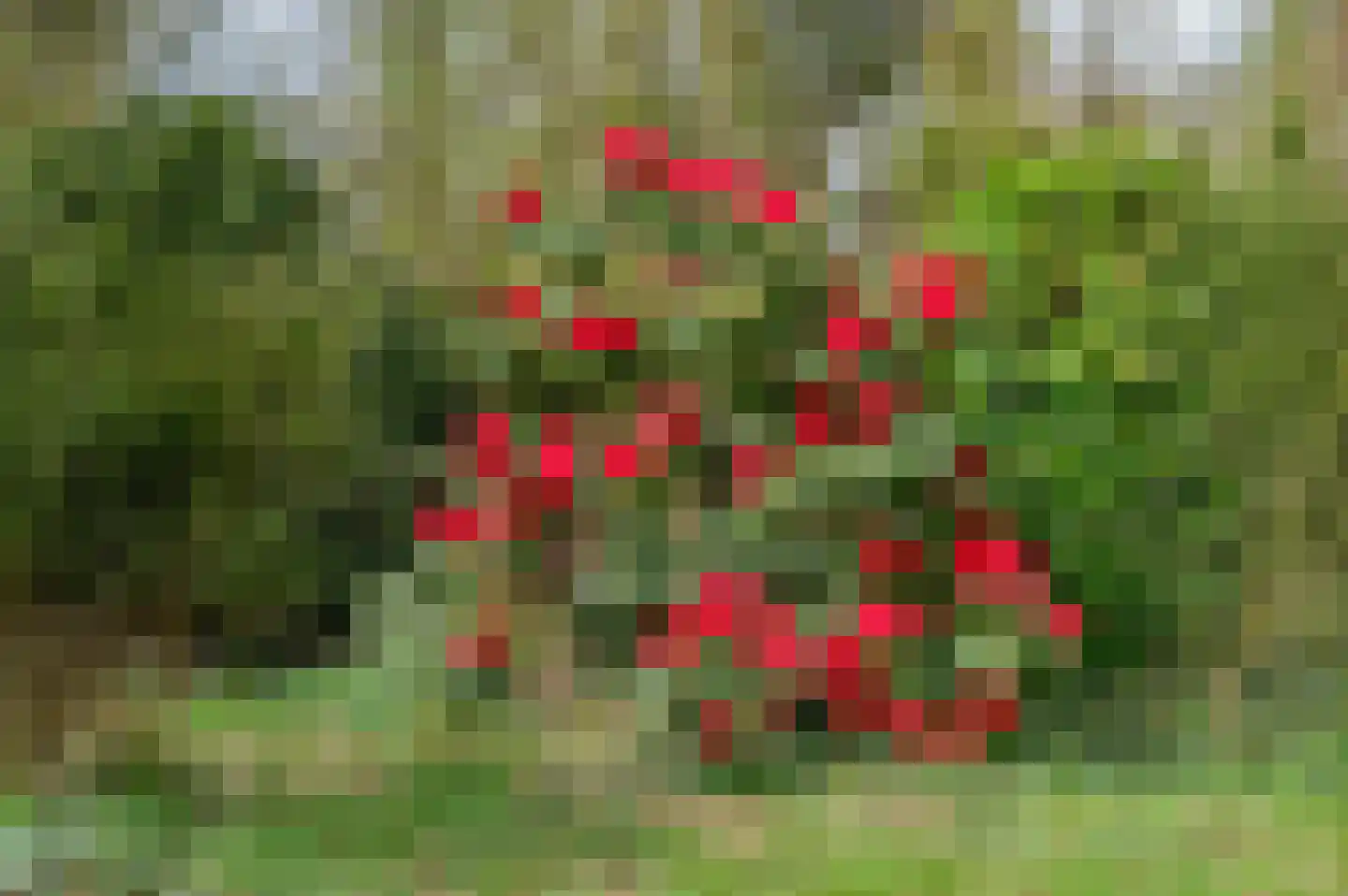Langakkers 1 Schipborg thumbnail 52